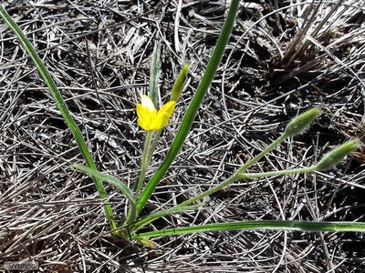 Hypoxis argentea, photographed by Chris Vynbos