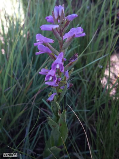 Disa stachyoides, photographed by Chris Vynbos