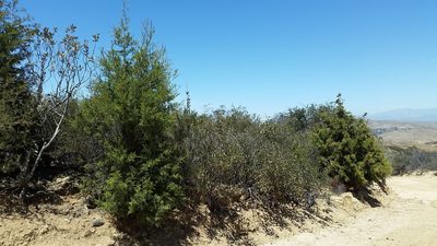 Hesperocyparis forbesii, photographed by dirt_tan949
