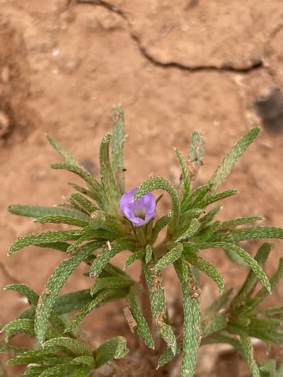 Nama stevensii, photographed by Haley Daniels
