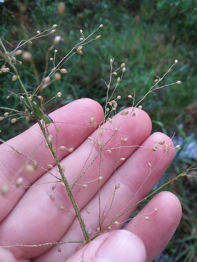 Dichanthelium scabriusculum, photographed by Will McFarland