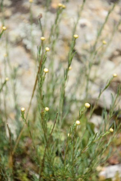 Santolina rosmarinifolia, photographed by Caroli