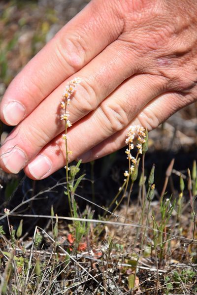 Sesamoides purpurascens, photographed by Caroli