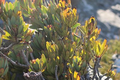 Protea rupicola, photographed by Di Turner