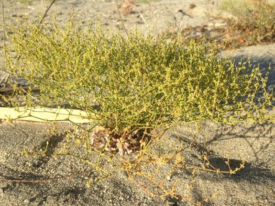 Eriogonum brachyanthum, photographed by Adam J. Searcy