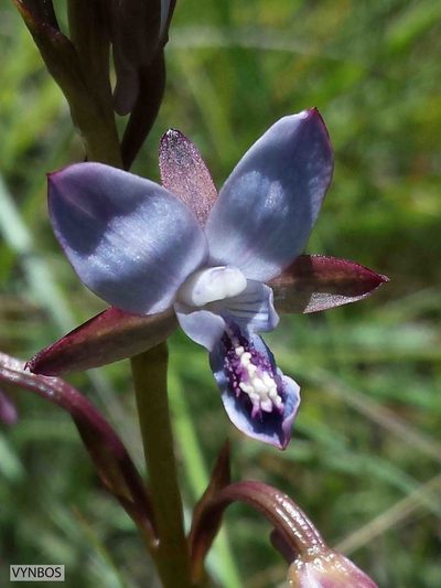 Eulophia zeyheriana, photographed by Chris Vynbos