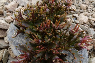 Lobelia roughii, photographed by John Barkla