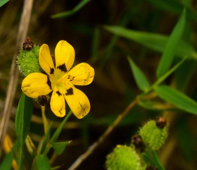 Sisyrinchium graminifolium, photographed by Nicolás Villaseca Merino