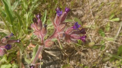Anchusa undulata, photographed by Elizabete Marchante