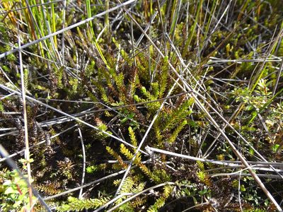 Lateristachys lateralis, photographed by Grzegorz Grzejszczak