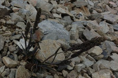 Poa buchananii, photographed by John Barkla