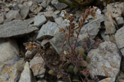 Myosotis australis, photographed by John Barkla