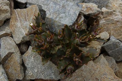 Lobelia roughii, photographed by John Barkla