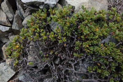 Pimelea notia, photographed by John Barkla