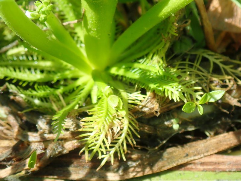Hottonia inflata, photographed by Lynn Harper