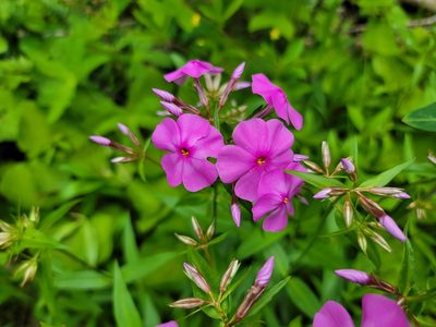Phlox glaberrima, photographed by Elias