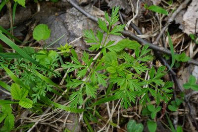 Peucedanum austriacum, photographed by Patrick Hacker