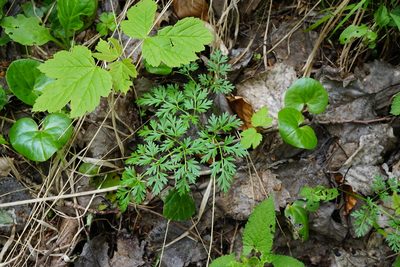 Peucedanum austriacum, photographed by Patrick Hacker