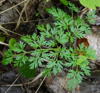 Peucedanum austriacum, photographed by Patrick Hacker