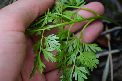 Peucedanum austriacum, photographed by Patrick Hacker
