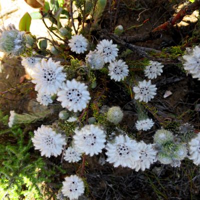 Phylica meyeri, photographed by Di Turner