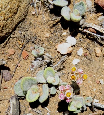 Helichrysum rotundifolium, photographed by Di Turner