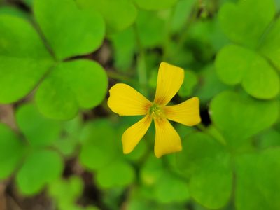 Oxalis grandis, photographed by Elias