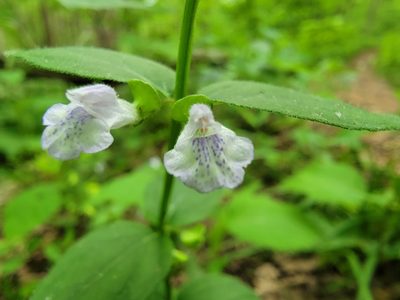 Scutellaria nervosa, photographed by Elias