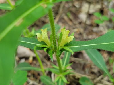 Triosteum angustifolium, photographed by Elias