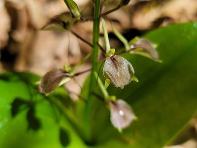 Liparis liliifolia, photographed by Elias