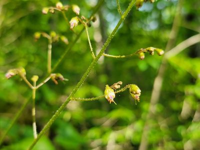 Heuchera longiflora, photographed by Elias