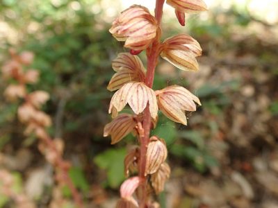 Corallorhiza striata, photographed by joergmlpts