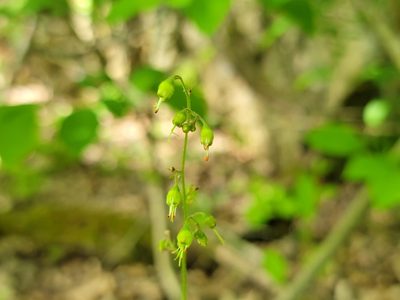Heuchera americana, photographed by Elias