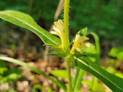 Triosteum angustifolium, photographed by Elias