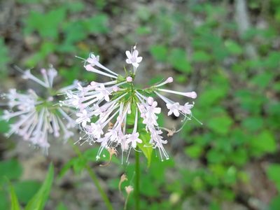 Valeriana pauciflora, photographed by Elias