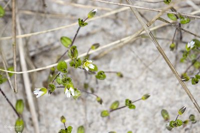 Cerastium diffusum, photographed by Tina Ellegaard Poulsen