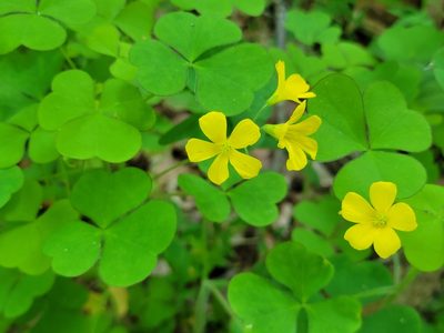 Oxalis grandis, photographed by Elias