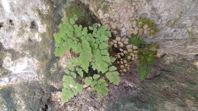 Adiantum tenerum, photographed by Isaac Chacón
