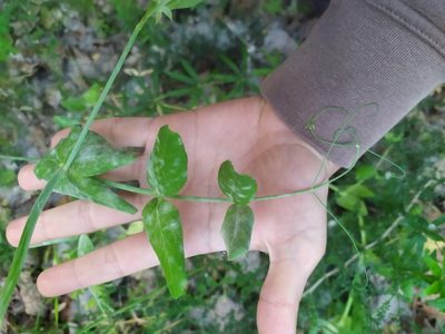 Lathyrus oleraceus, photographed by Ruben Ciantia