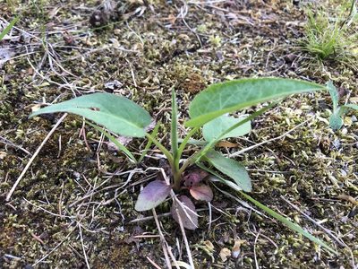 Symphyotrichum urophyllum, photographed by Andrew Sebastian