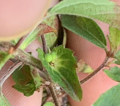 Acalypha gracilens, photographed by natalie
