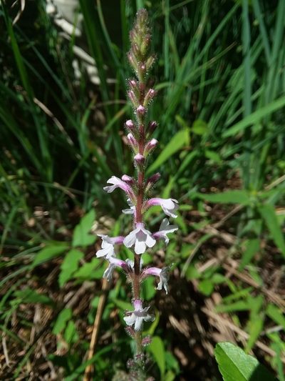 Verbena carnea, photographed by Will McFarland