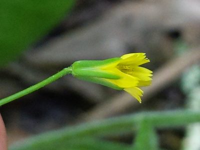 Rhagadiolus stellatus, photographed by Ken-ichi Ueda
