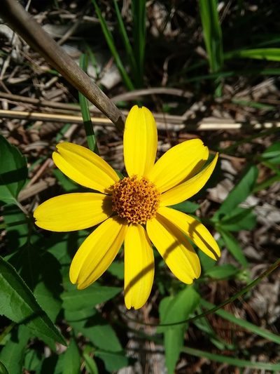 Heliopsis gracilis, photographed by Will McFarland