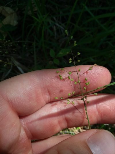 Dichanthelium filiramum, photographed by Will McFarland