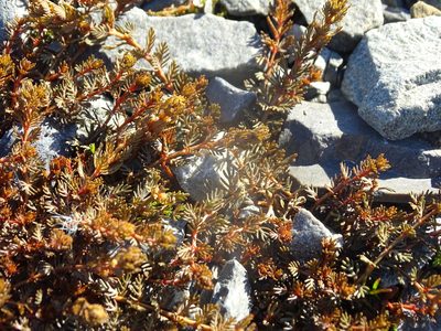 Myriophyllum triphyllum, photographed by Grzegorz Grzejszczak