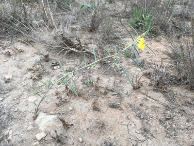Talinum polygaloides, photographed by Cecelia Alexander
