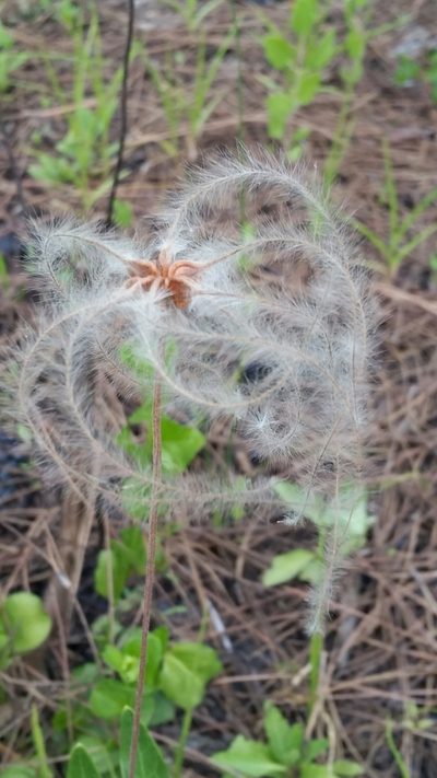 Clematis baldwinii, photographed by Jay Horn
