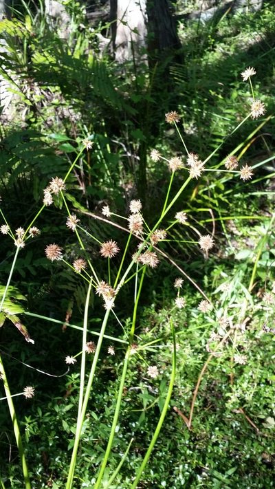 Juncus paludosus, photographed by Jay Horn