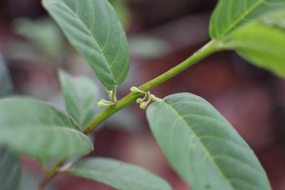Frangula mucronata, photographed by Neptalí Ramírez Marcial